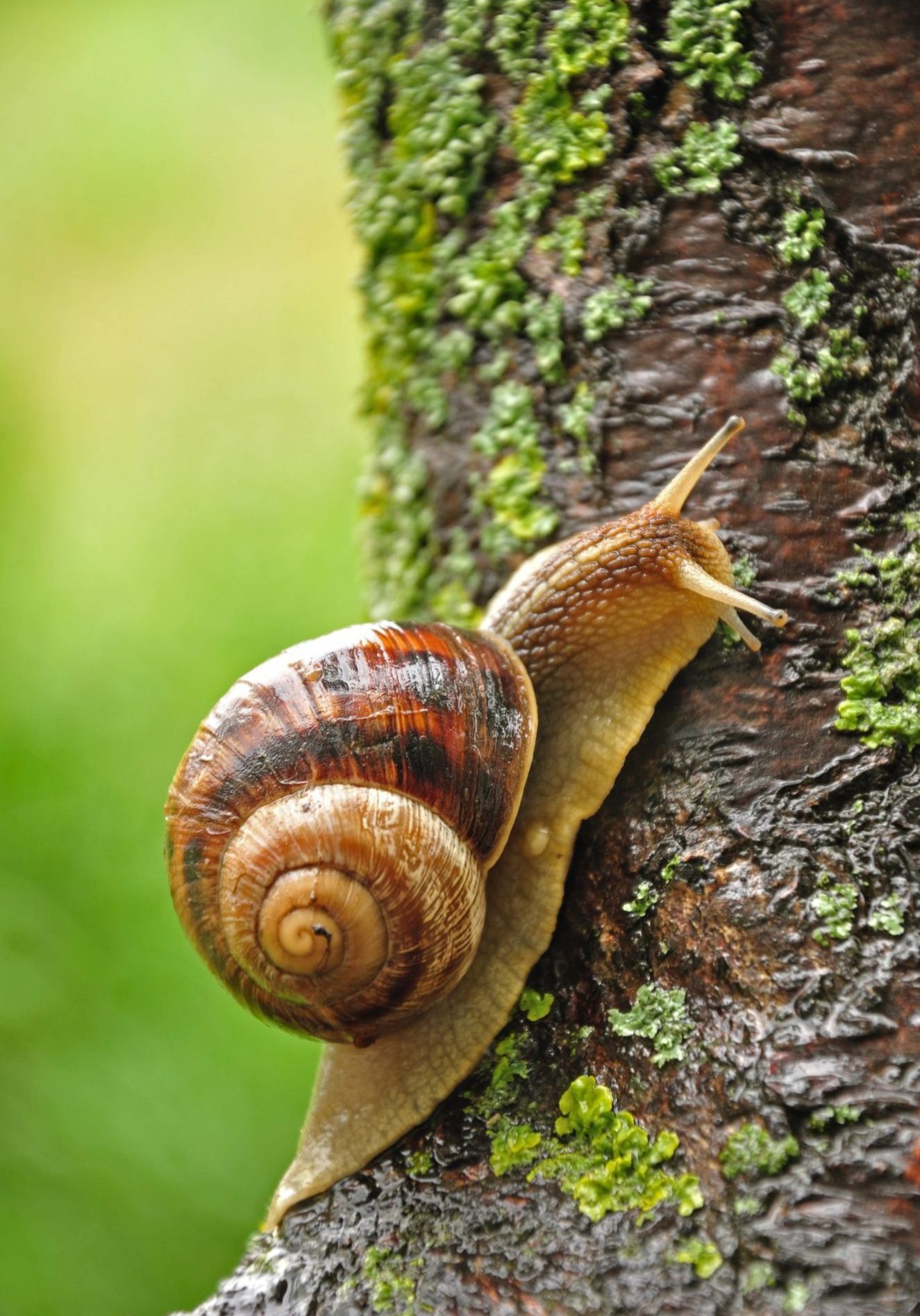 Depositphotos_1217632